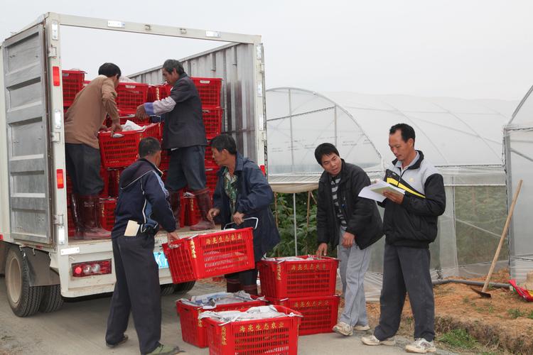 镇江镇山口村大棚蔬菜生产基地的工人把蔬菜装车运到仓库.jpg